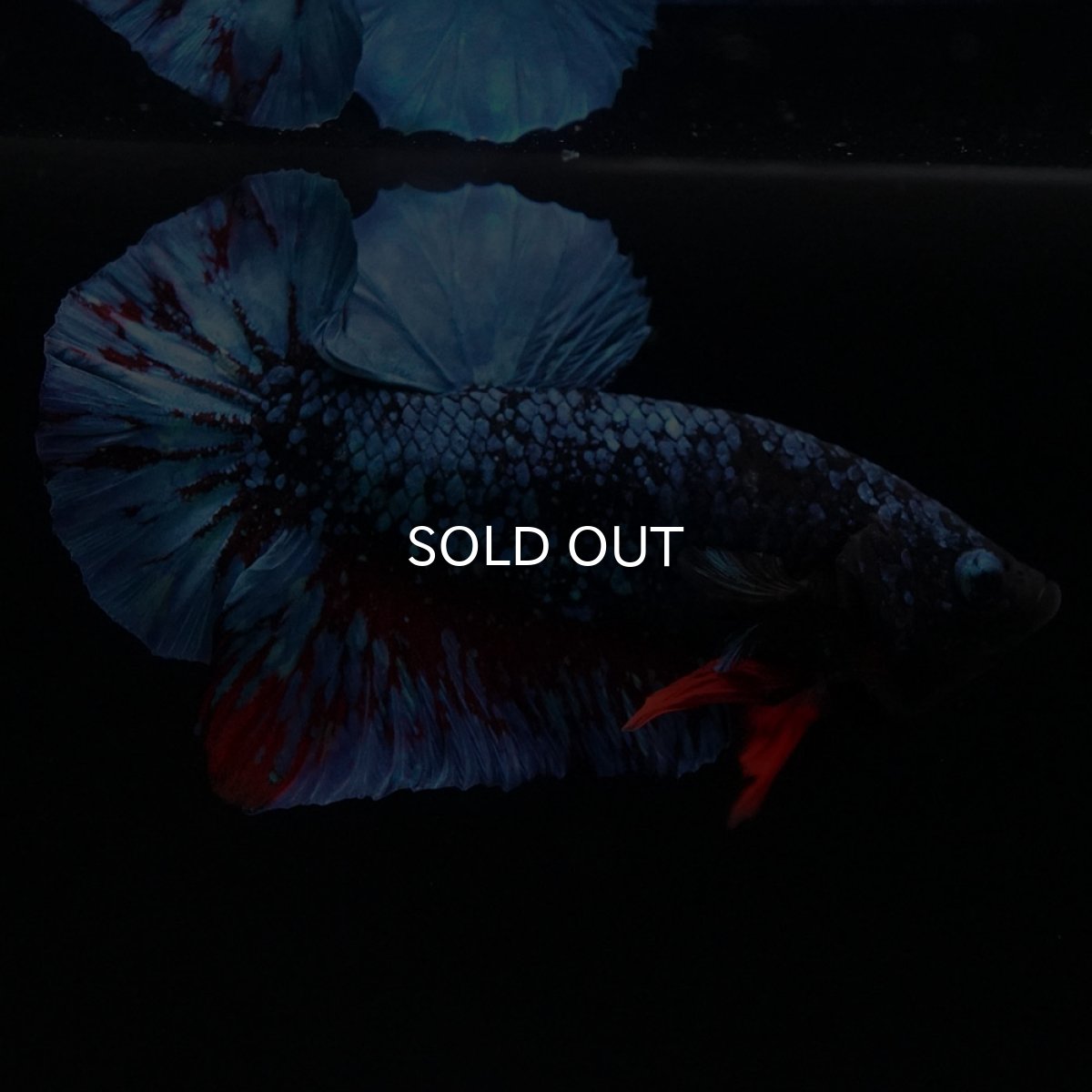 画像11: HMPK ブラックスター (11)