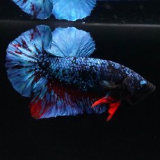 画像11: HMPK　ブラックスター (11)
