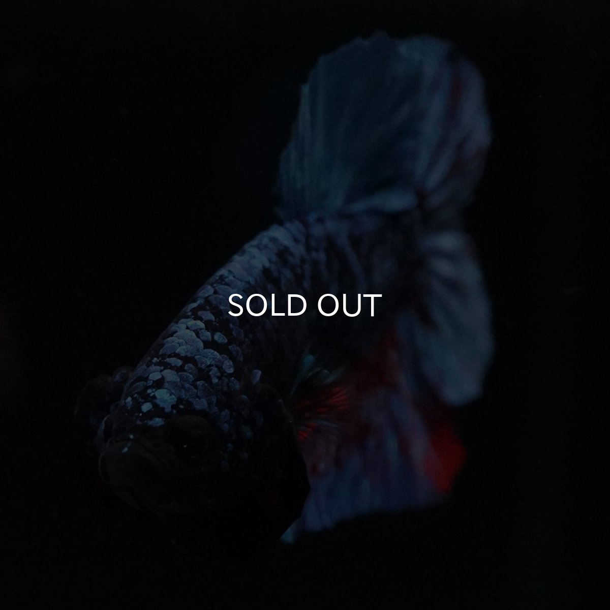 画像3: HMPK ブラックスター (3)