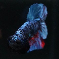 画像3: HMPK　ブラックスター (3)
