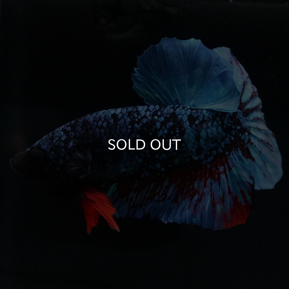 画像10: HMPK ブラックスター (10)