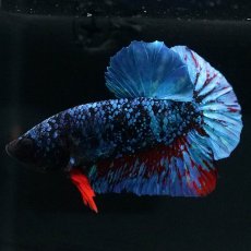 画像8: HMPK　ブラックスター (8)
