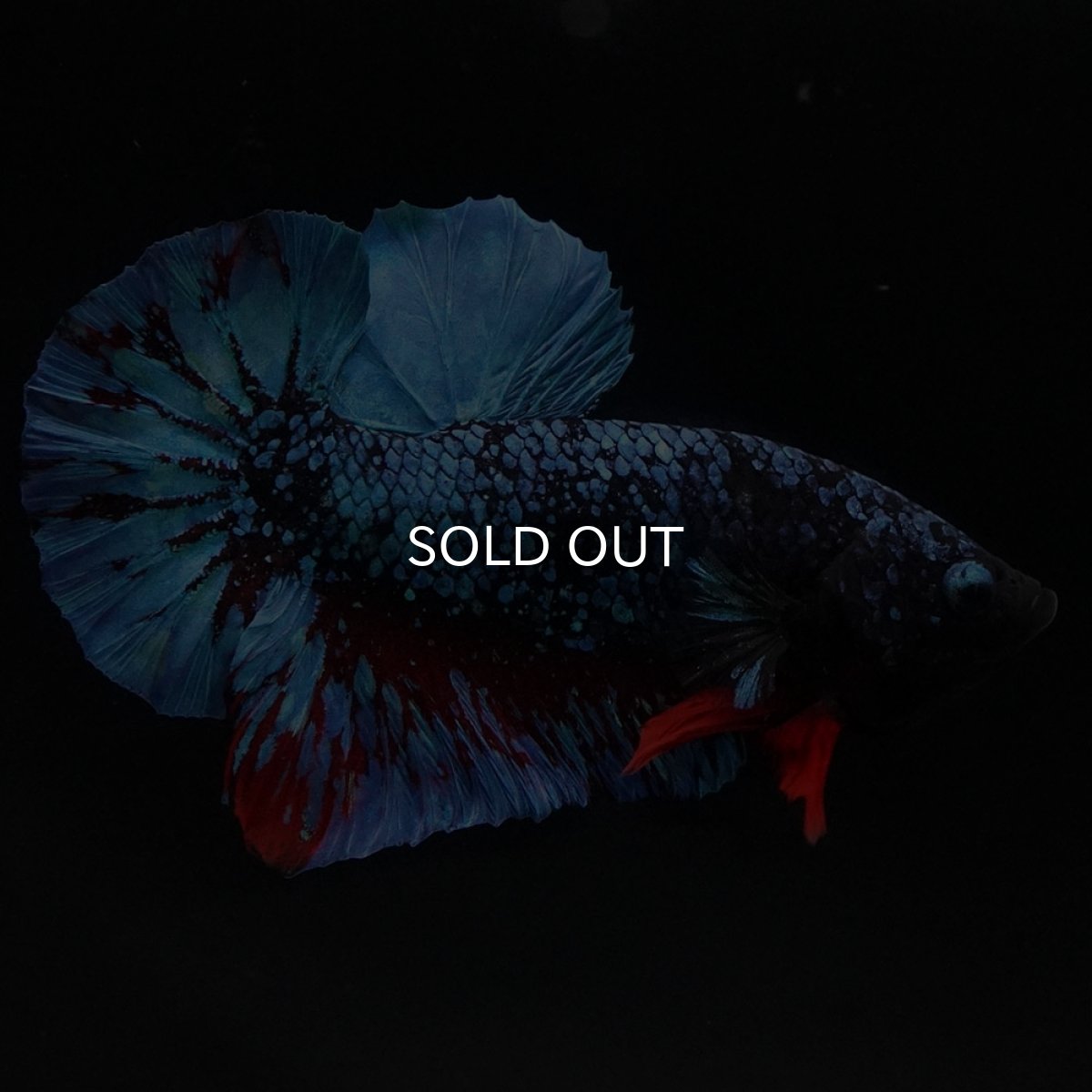 画像7: HMPK ブラックスター (7)