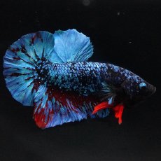 画像7: HMPK　ブラックスター (7)