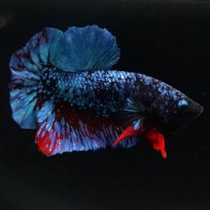 画像1: HMPK　ブラックスター (1)