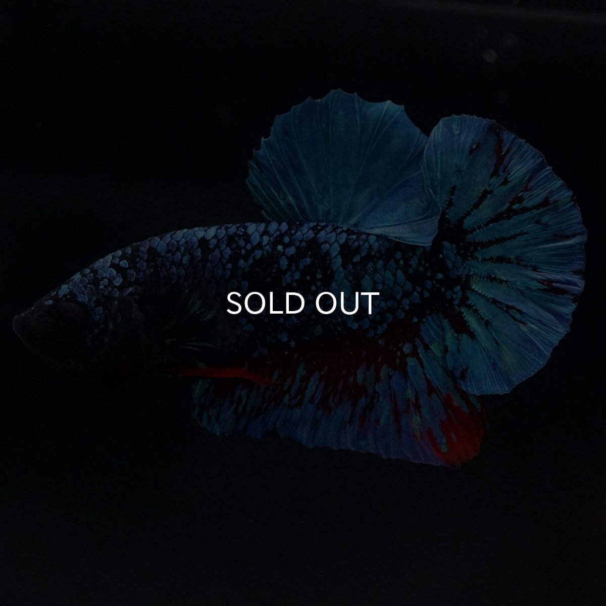 画像6: HMPK ブラックスター (6)