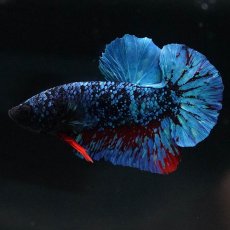 画像5: HMPK　ブラックスター (5)