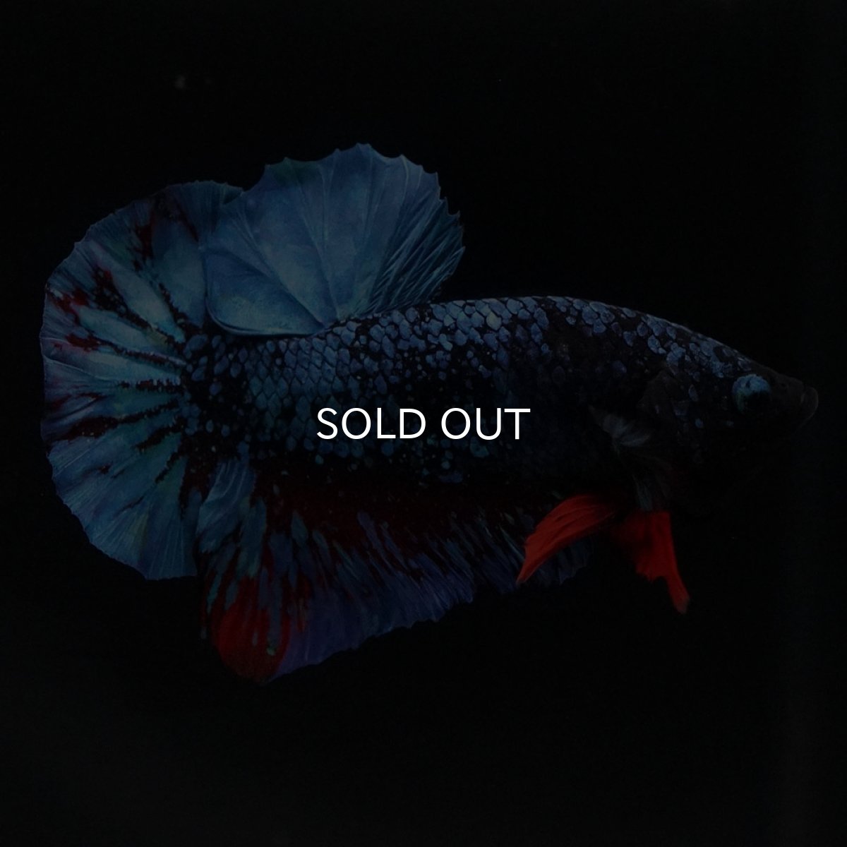 画像4: HMPK ブラックスター (4)