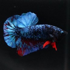 画像4: HMPK　ブラックスター (4)