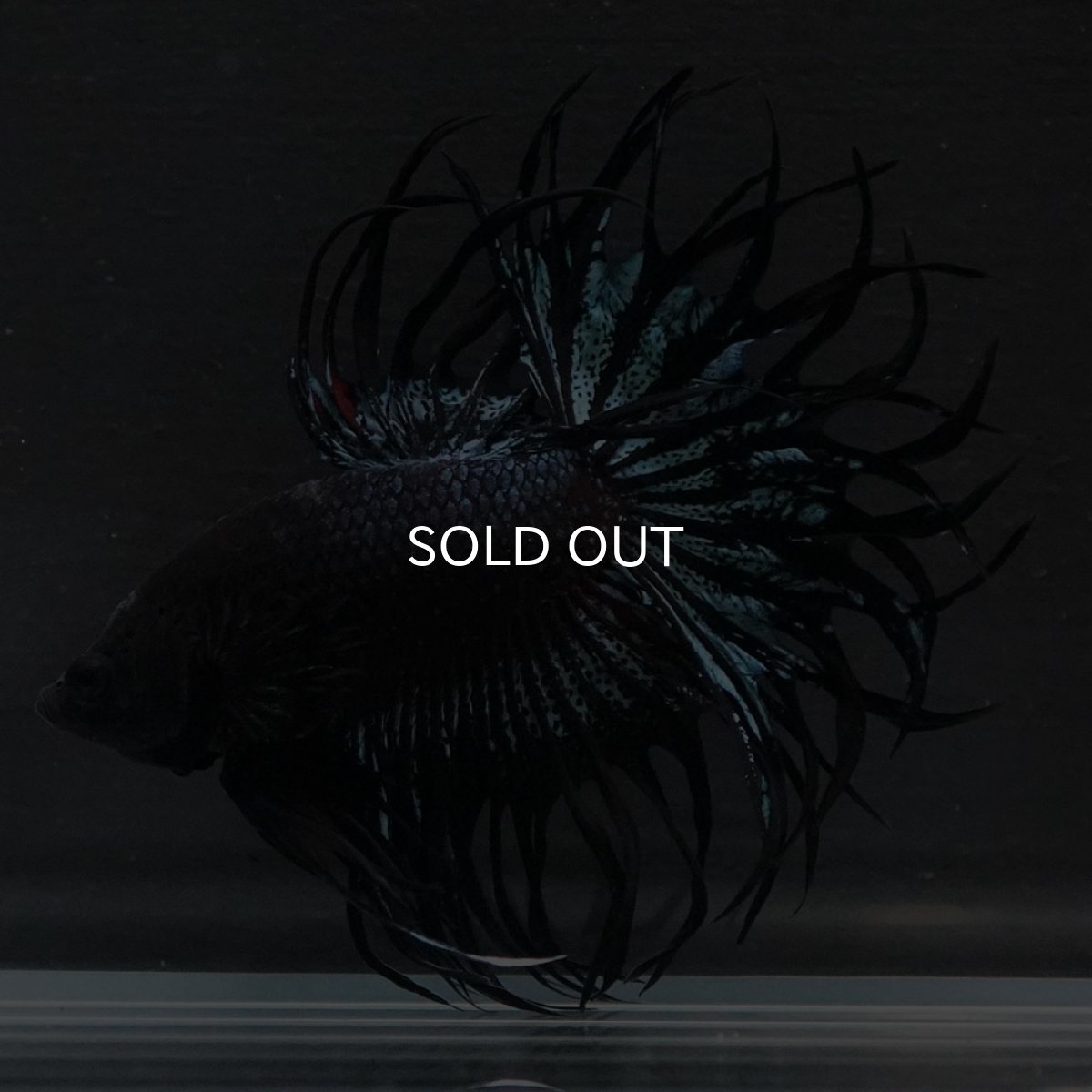 画像10: KCT　ブラックオーキッド (10)