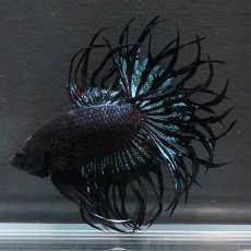 画像10: KCT　ブラックオーキッド (10)