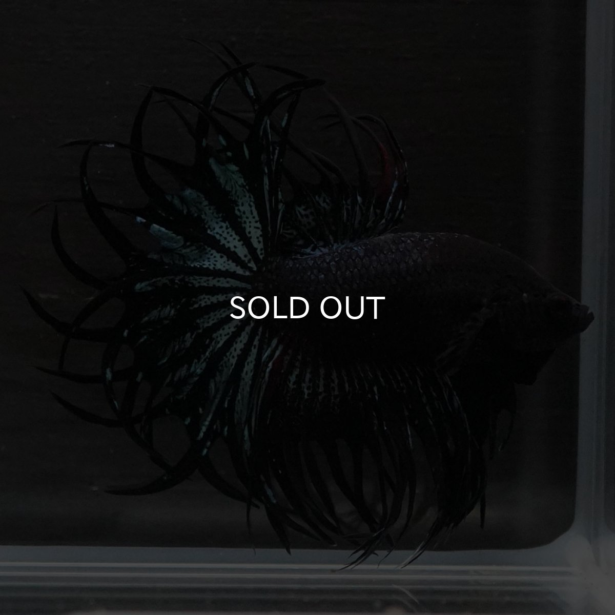 画像8: KCT　ブラックオーキッド (8)