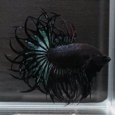 画像8: KCT　ブラックオーキッド (8)