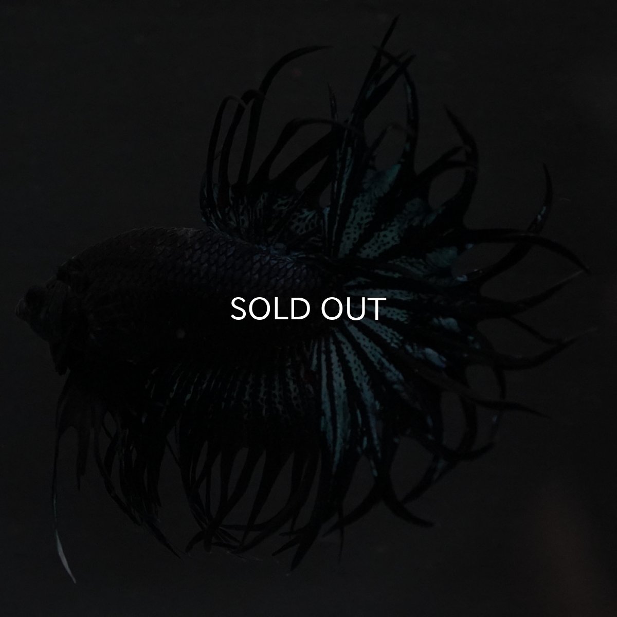 画像9: KCT　ブラックオーキッド (9)