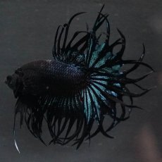 画像9: KCT　ブラックオーキッド (9)