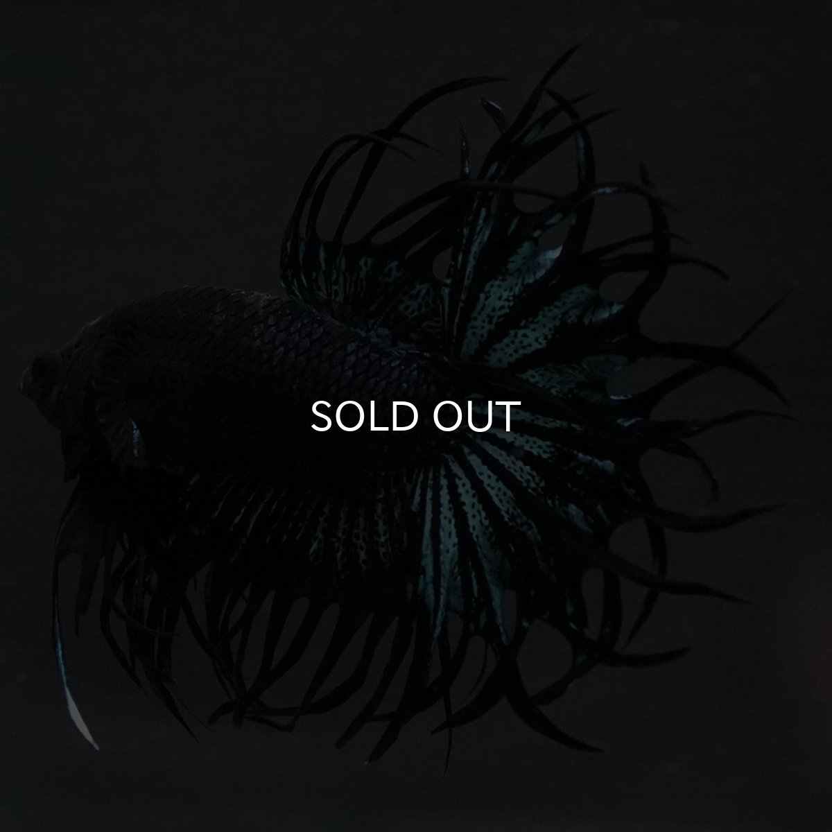 画像2: KCT　ブラックオーキッド (2)