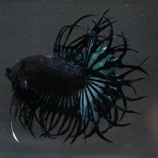 画像2: KCT　ブラックオーキッド (2)