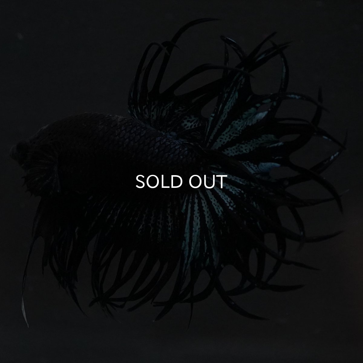 画像7: KCT　ブラックオーキッド (7)