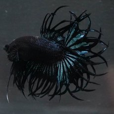 画像7: KCT　ブラックオーキッド (7)