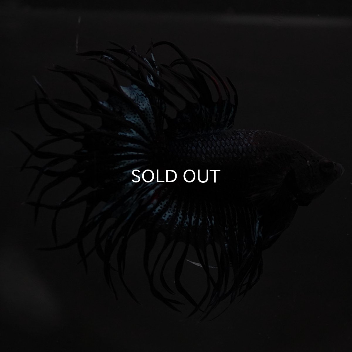 画像6: KCT　ブラックオーキッド (6)