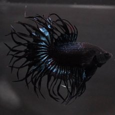 画像6: KCT　ブラックオーキッド (6)