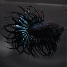 画像1: KCT　ブラックオーキッド (1)