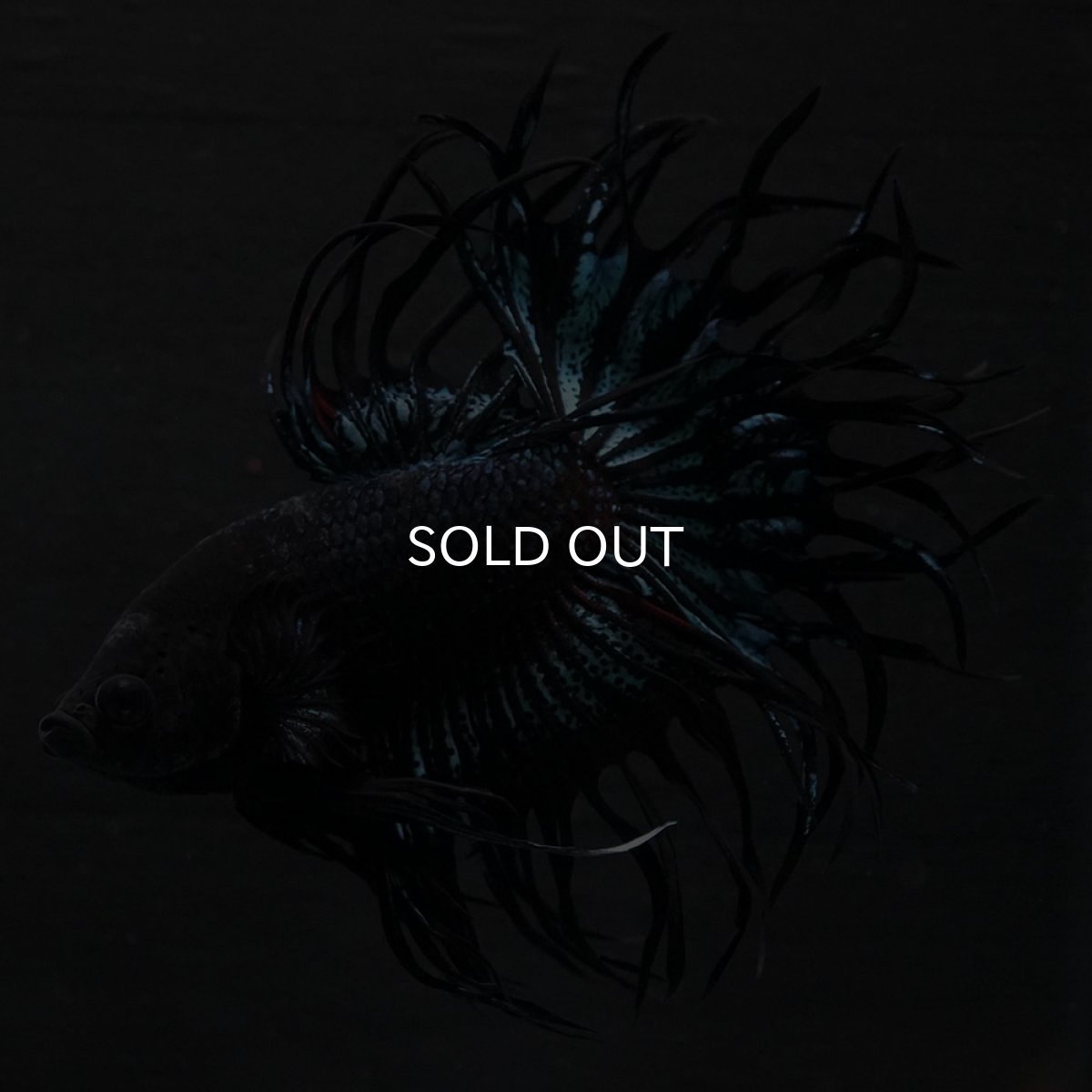 画像5: KCT　ブラックオーキッド (5)