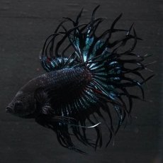 画像5: KCT　ブラックオーキッド (5)