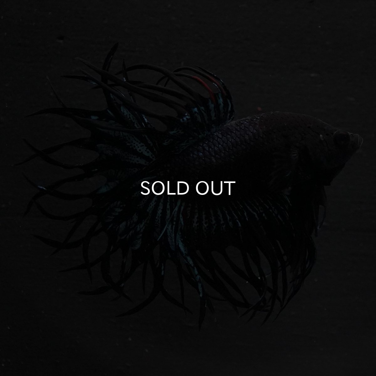 画像4: KCT　ブラックオーキッド (4)