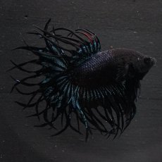 画像4: KCT　ブラックオーキッド (4)