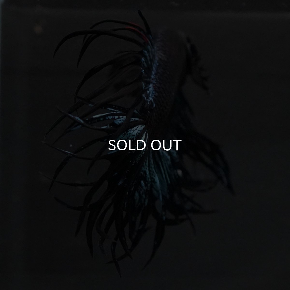 画像3: KCT　ブラックオーキッド (3)