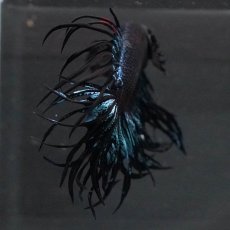 画像3: KCT　ブラックオーキッド (3)