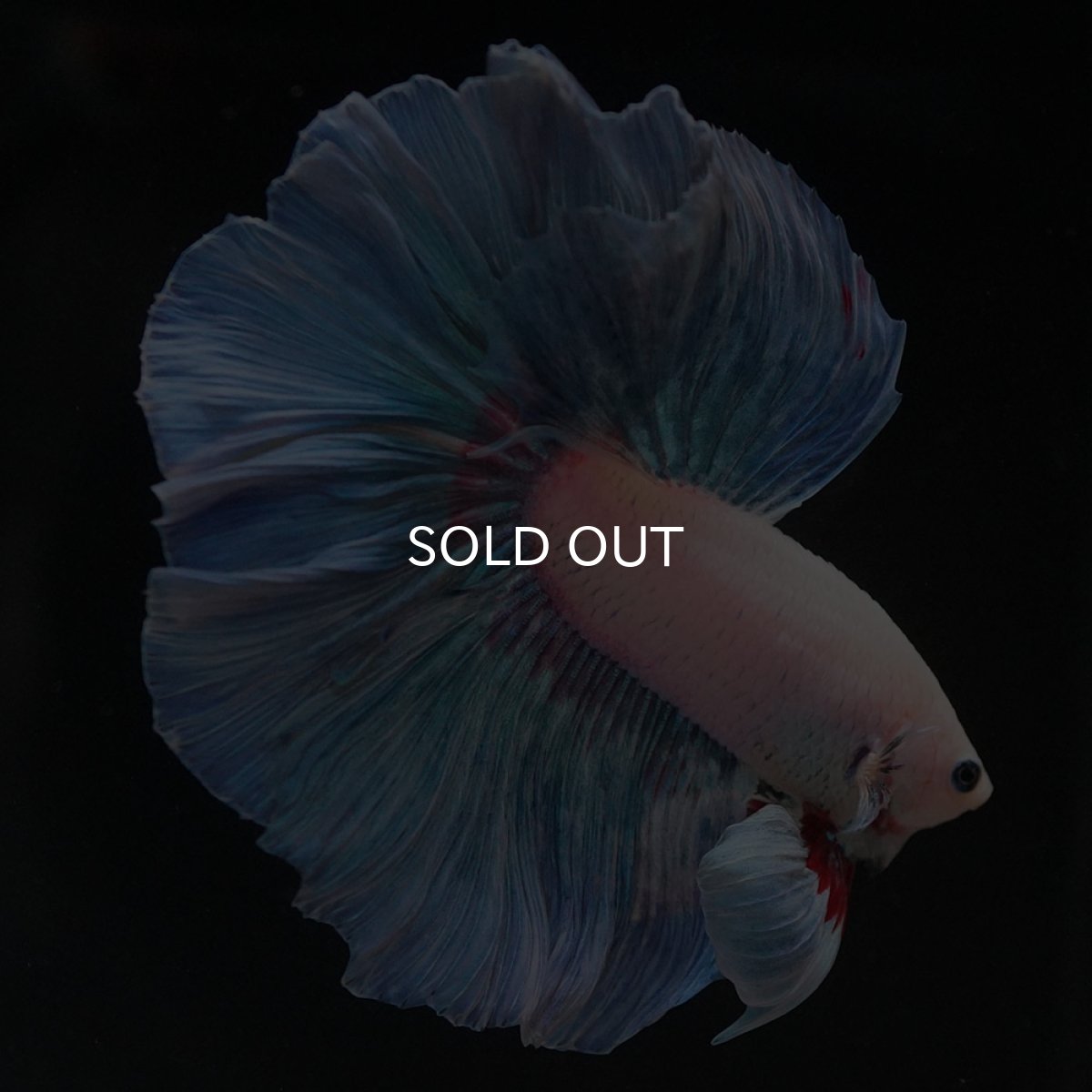 画像3: HM ホワイトファンシー (3)