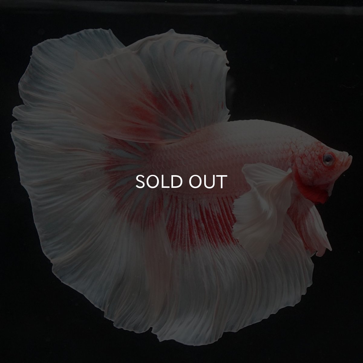 画像5: HMダンボ ファンシー (5)