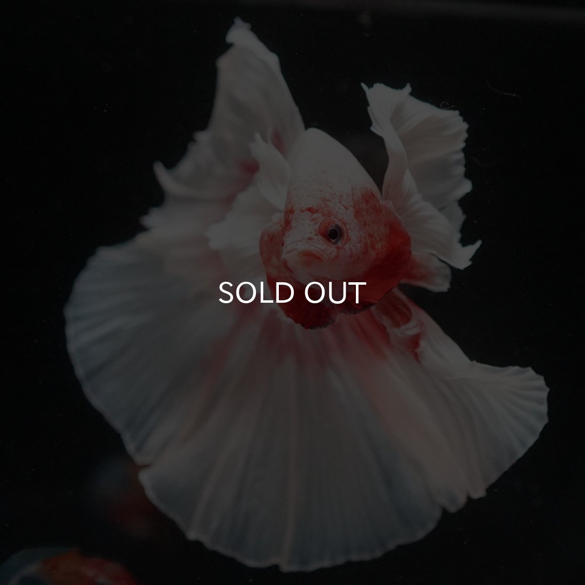 画像3: HMダンボ ファンシー (3)