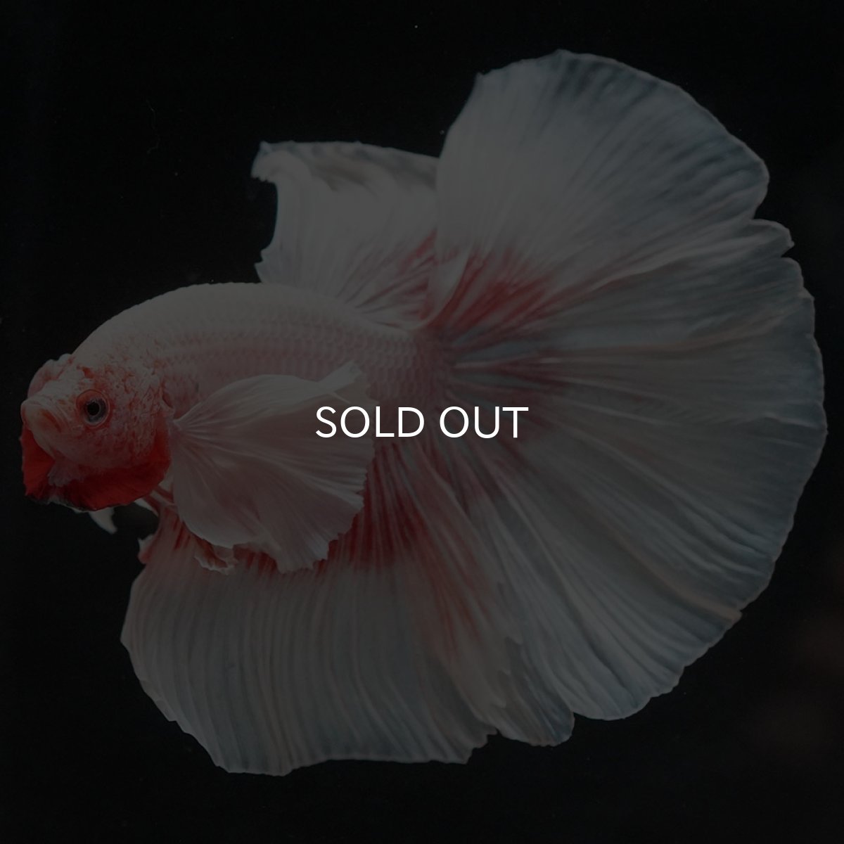 画像9: HMダンボ ファンシー (9)