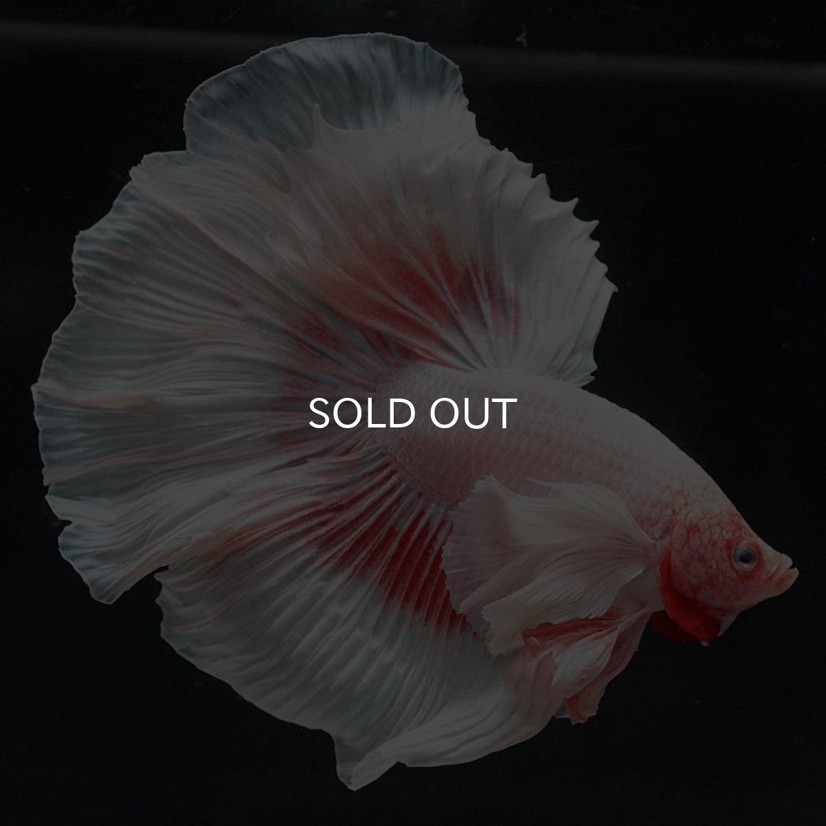 画像7: HMダンボ ファンシー (7)