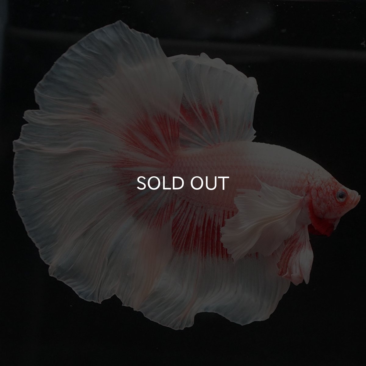 画像2: HMダンボ ファンシー (2)