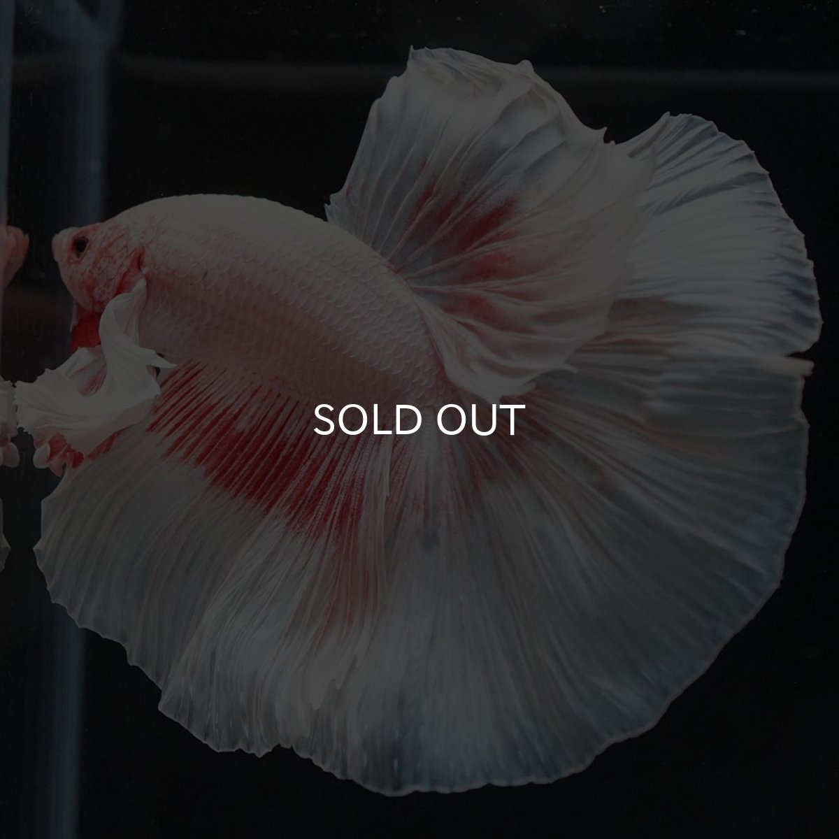 画像6: HMダンボ ファンシー (6)