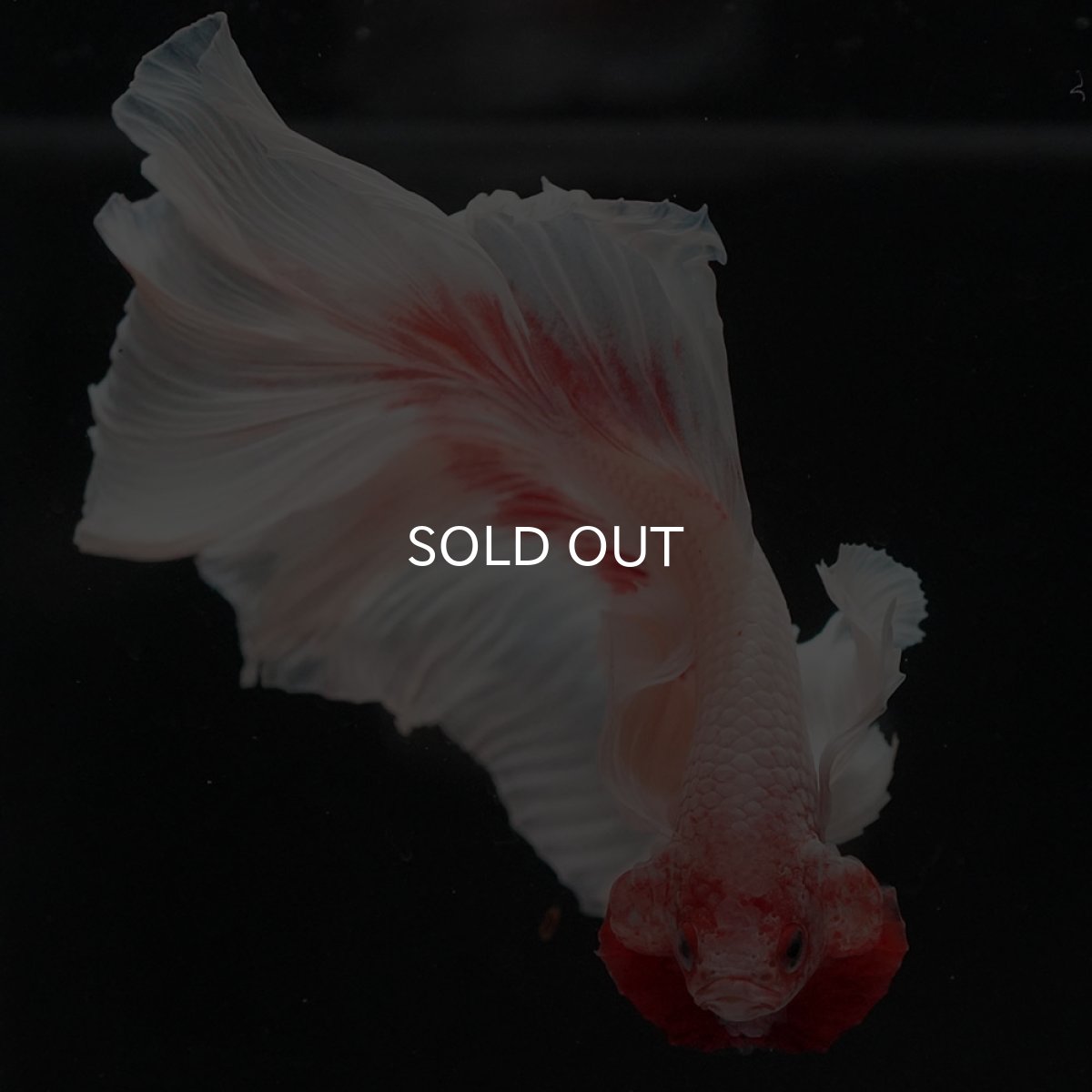 画像10: HMダンボ ファンシー (10)