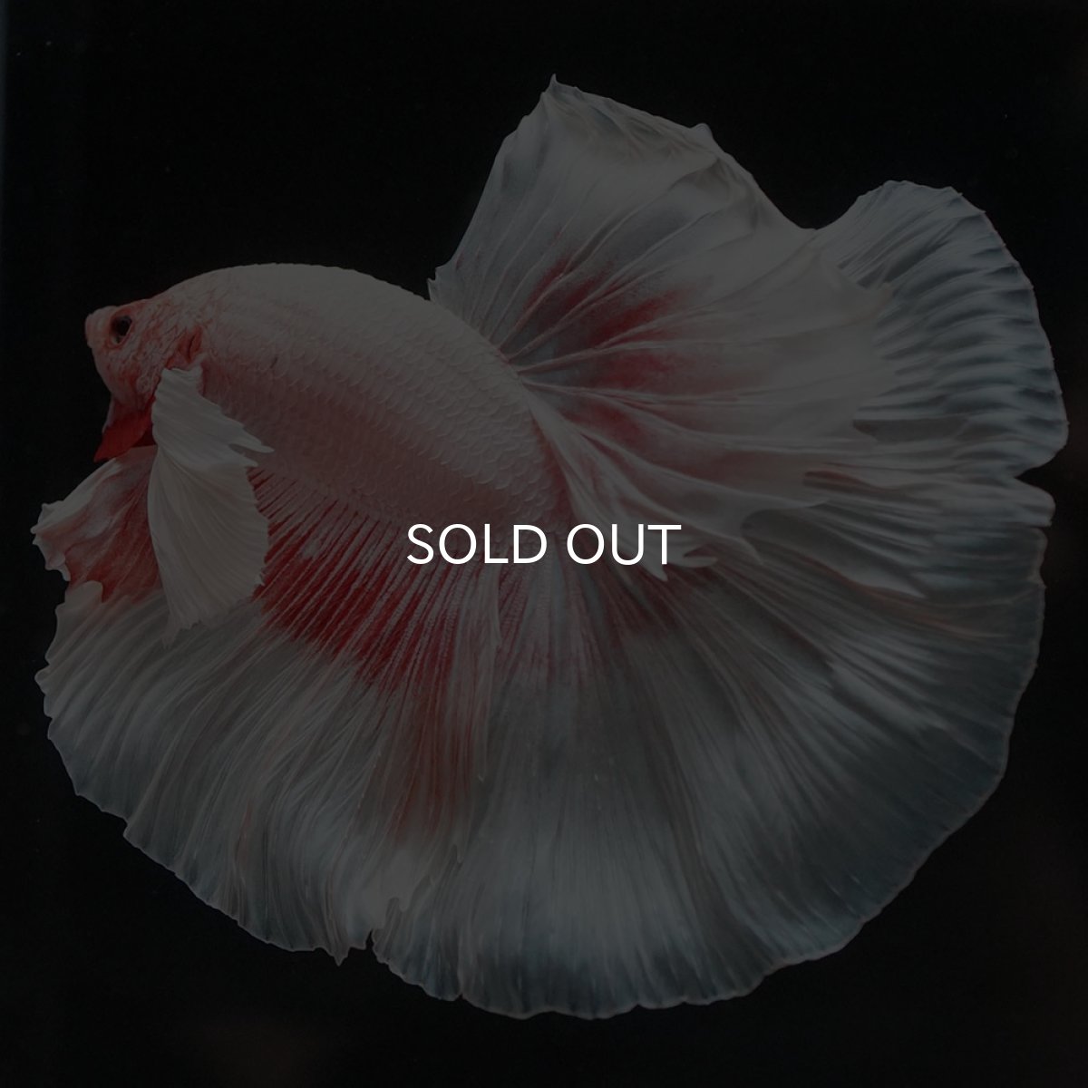 画像4: HMダンボ ファンシー (4)