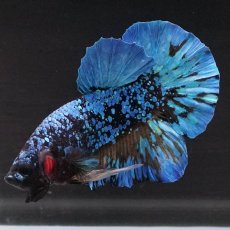 画像8: HMPK　ブラックスター　変わり柄 (8)