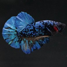 画像5: HMPK　ブラックスター　変わり柄 (5)
