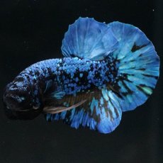 画像6: HMPK　ブラックスター　変わり柄 (6)