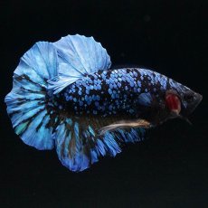 画像2: HMPK　ブラックスター　変わり柄 (2)