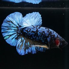 画像7: HMPK　ブラックスター　変わり柄 (7)