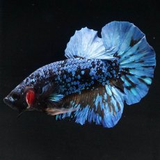 画像1: HMPK　ブラックスター　変わり柄 (1)