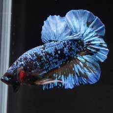 画像4: HMPK　ブラックスター　変わり柄 (4)