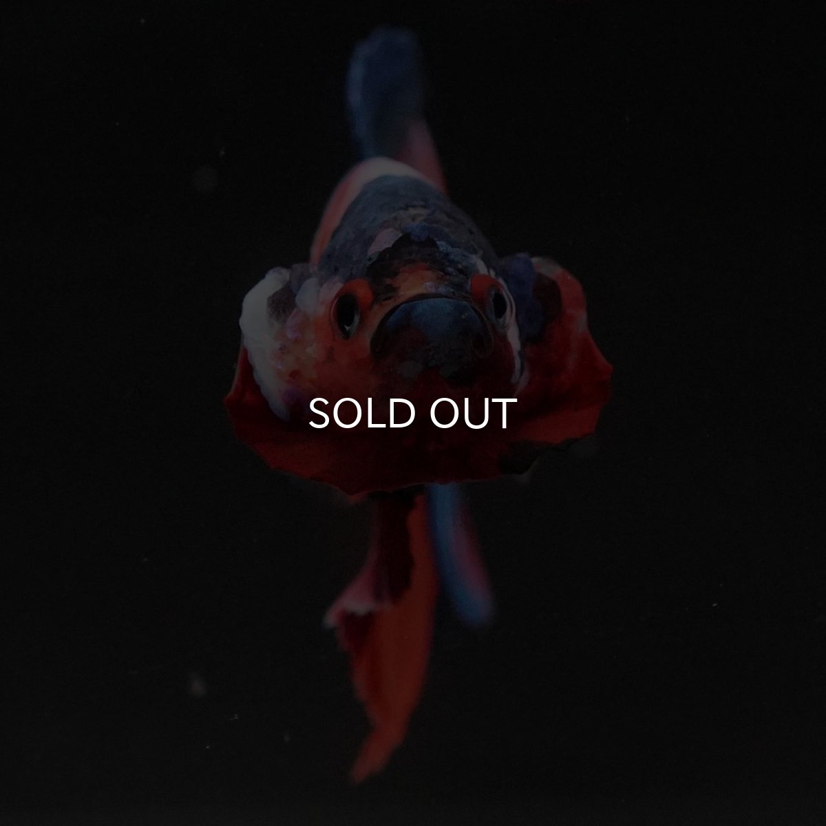 画像3: HMPK キャンディギャラクシー (3)