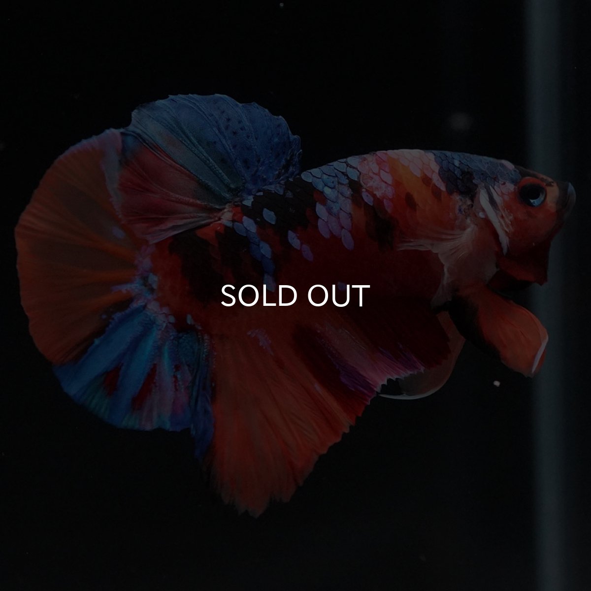 画像6: HMPK キャンディギャラクシー (6)